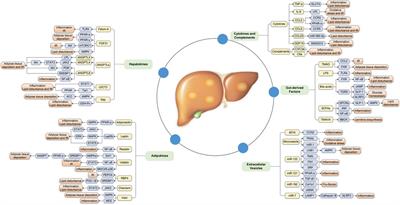 The regulatory role of metabolic organ-secreted factors in the nonalcoholic fatty liver disease and cardiovascular disease